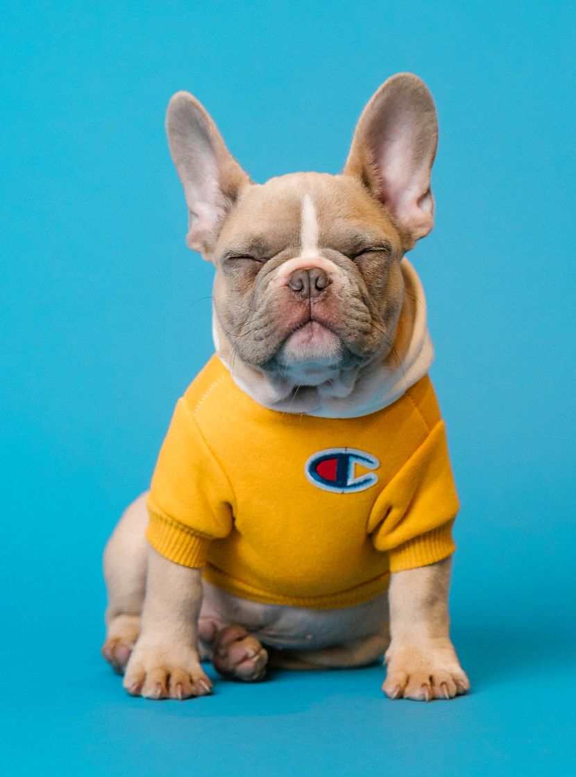 Produtos para cães