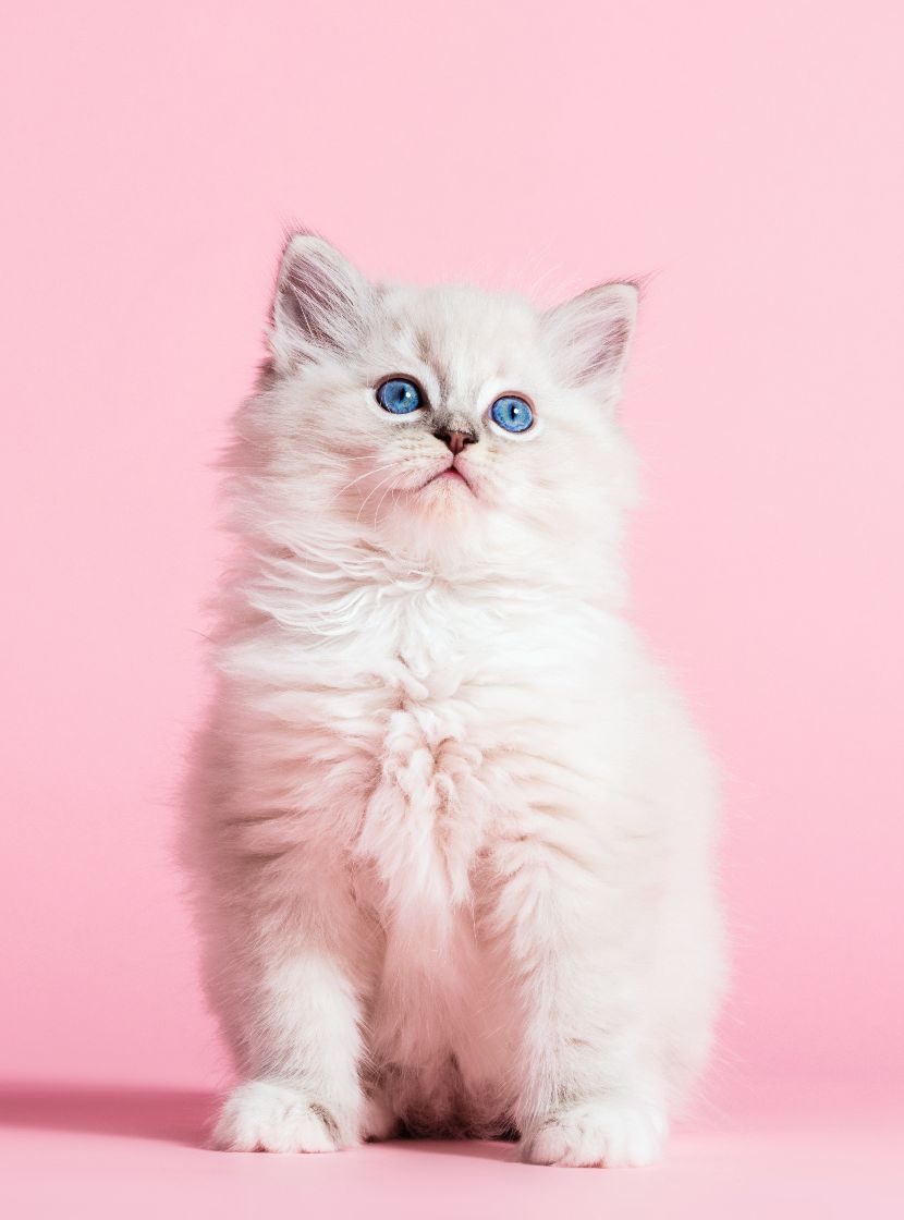 Produtos para gatos