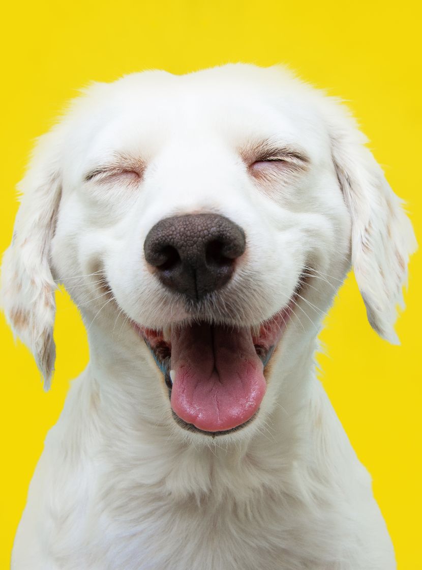 Promoções na Loja dos Animais