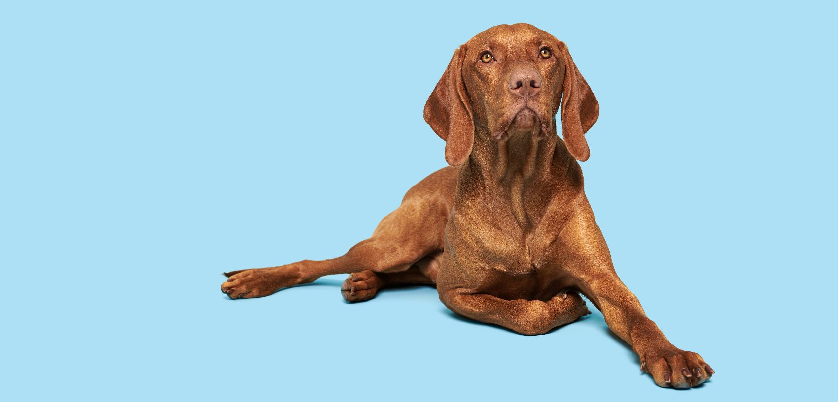 Produtos para cães Produtos para cães