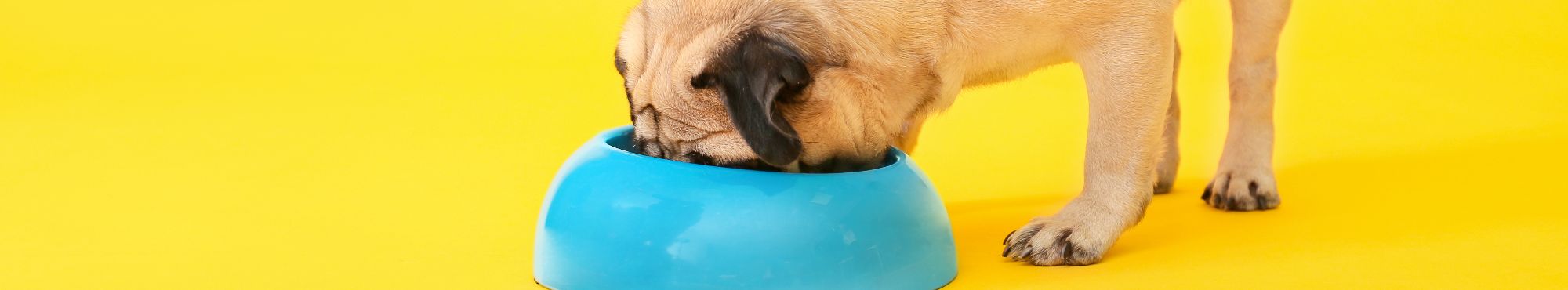 Dieta para Cães