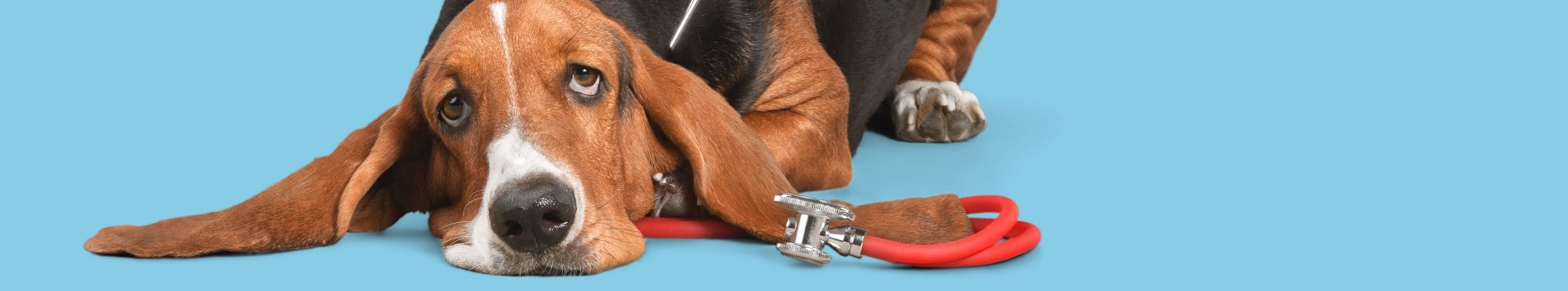 Saúde dos Cães
