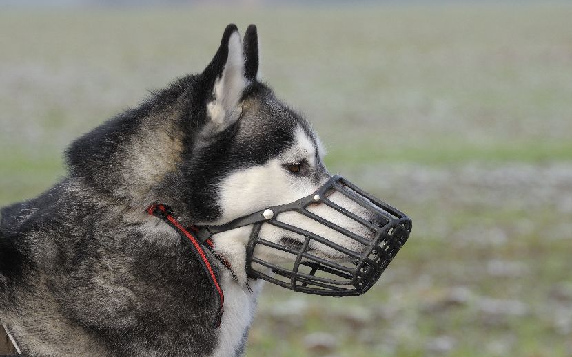Açaimes para cães