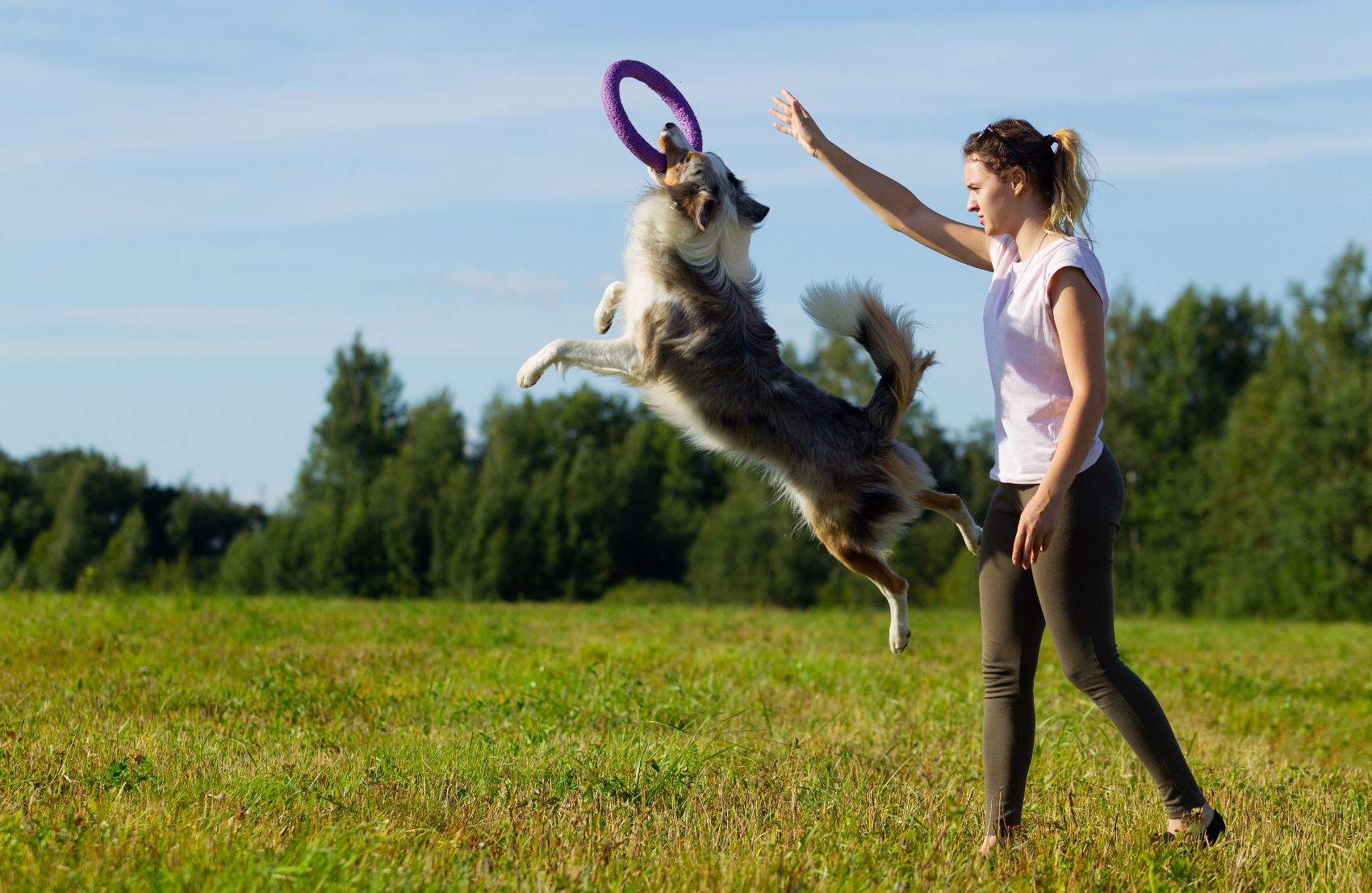 Adestramento para cães Adestramento para cães