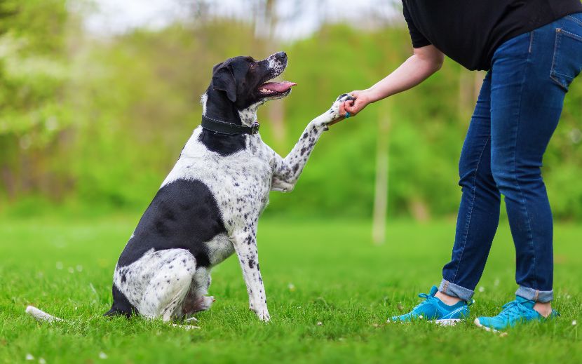 Adestramento para cães