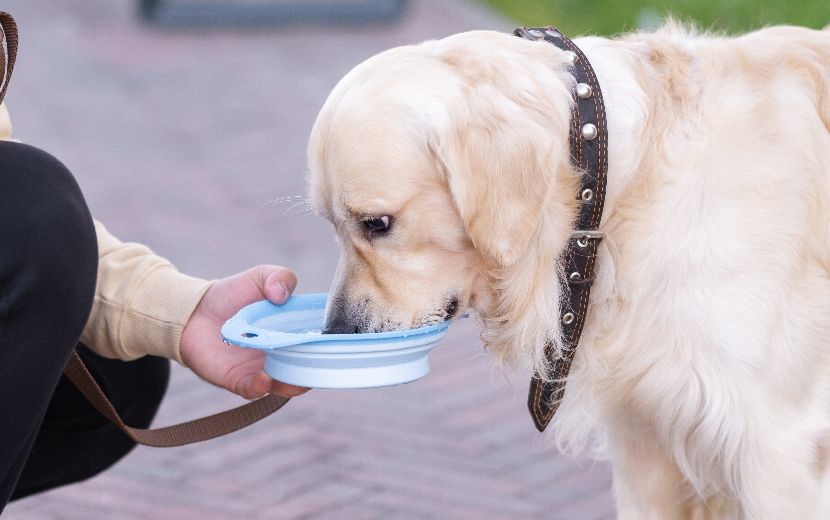 Bebedouros portáteis para cães