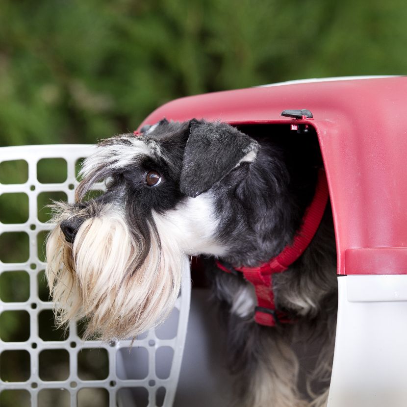 Transportes para cães