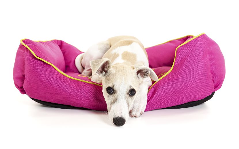 Cama almofada para cães