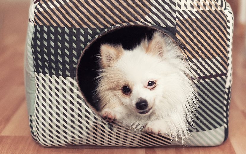 Cama casota para cães