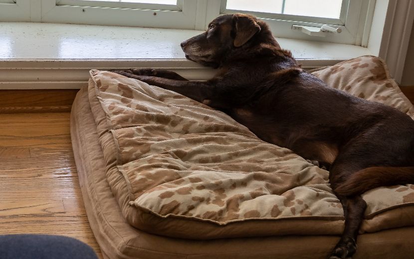 Camas ortopédicas para cães