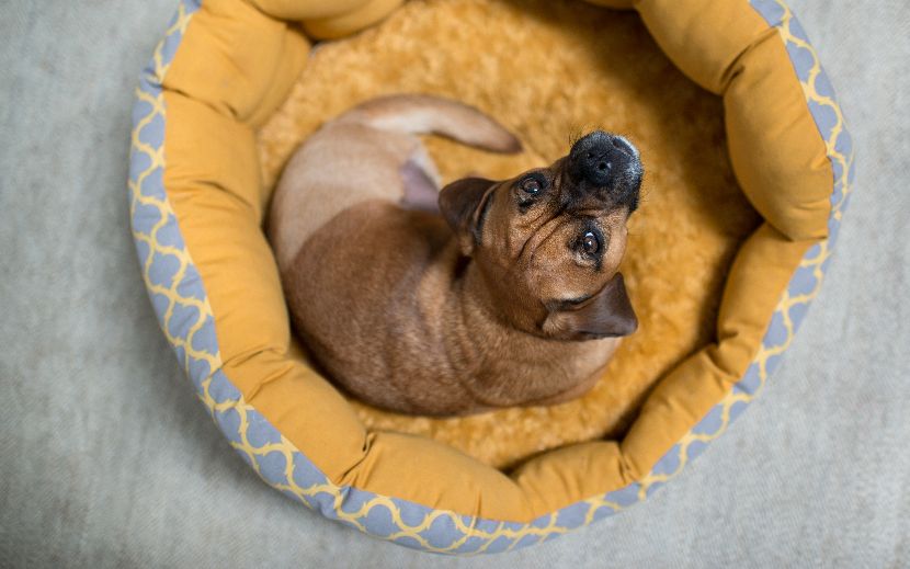 Cama redonda para cães