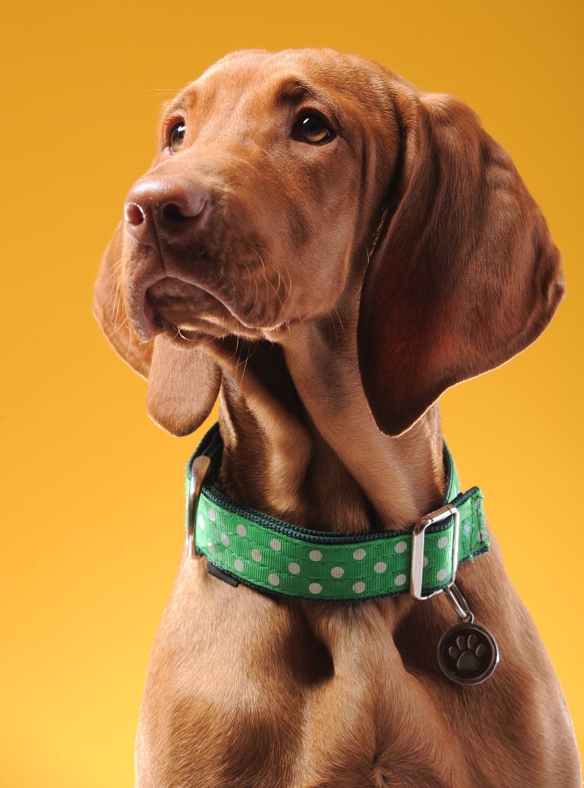 Coleiras para cães