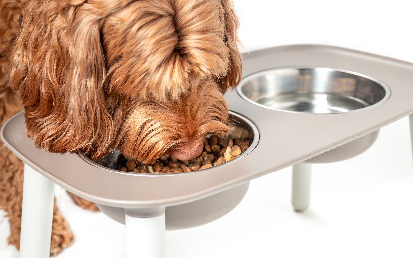 Comedouros com estrutura elevada para cães