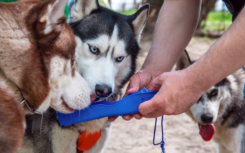 Comedouros para cães em viagem