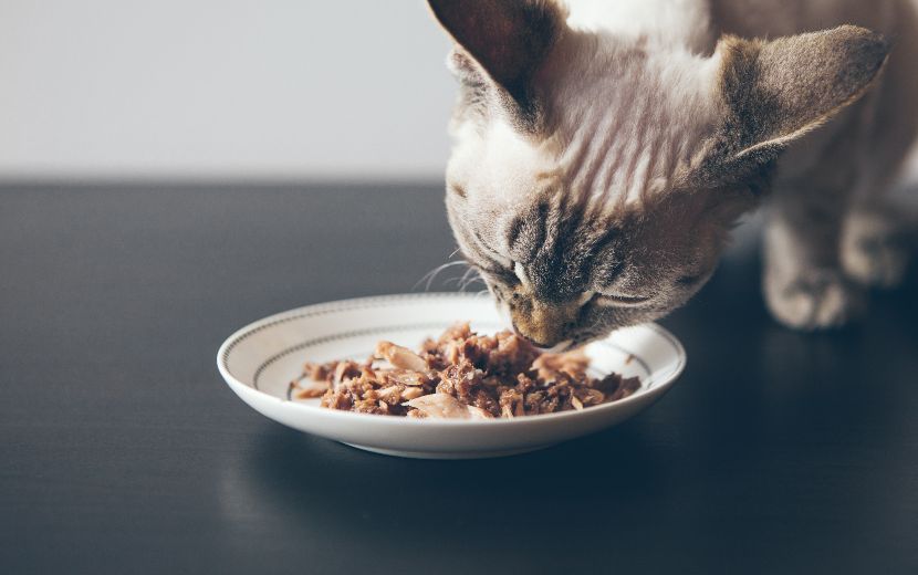 Comida húmida para gatos