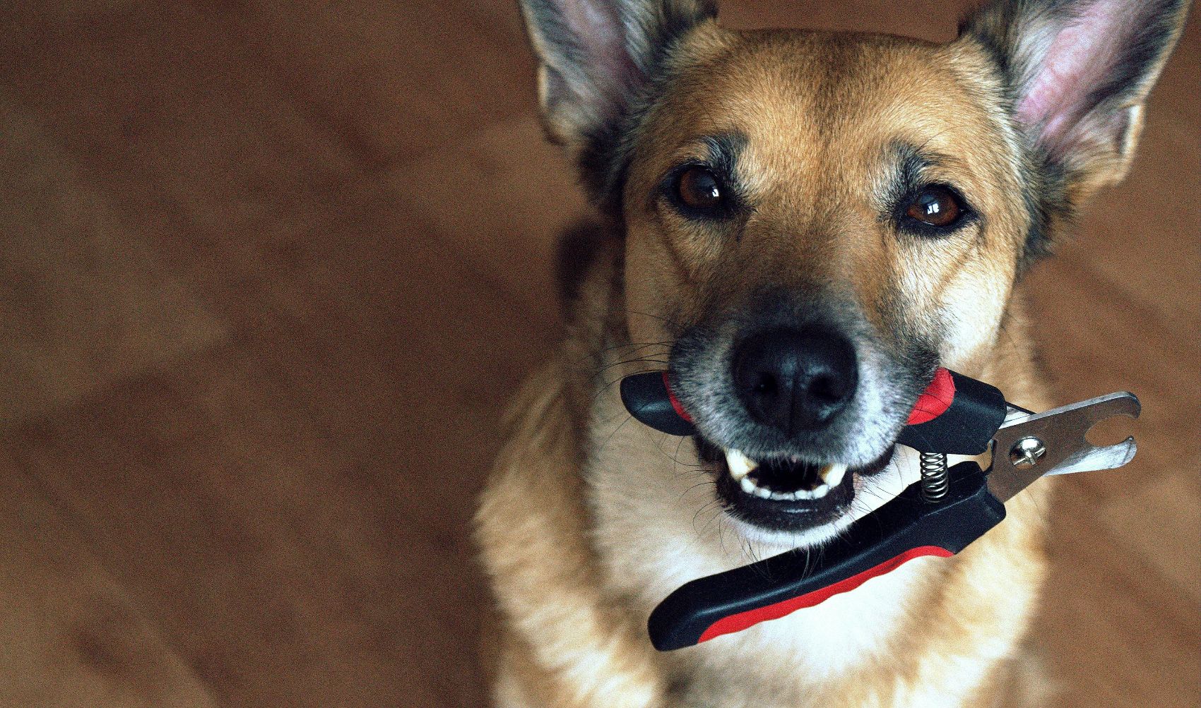 Corta unhas para cães Corta unhas para cães