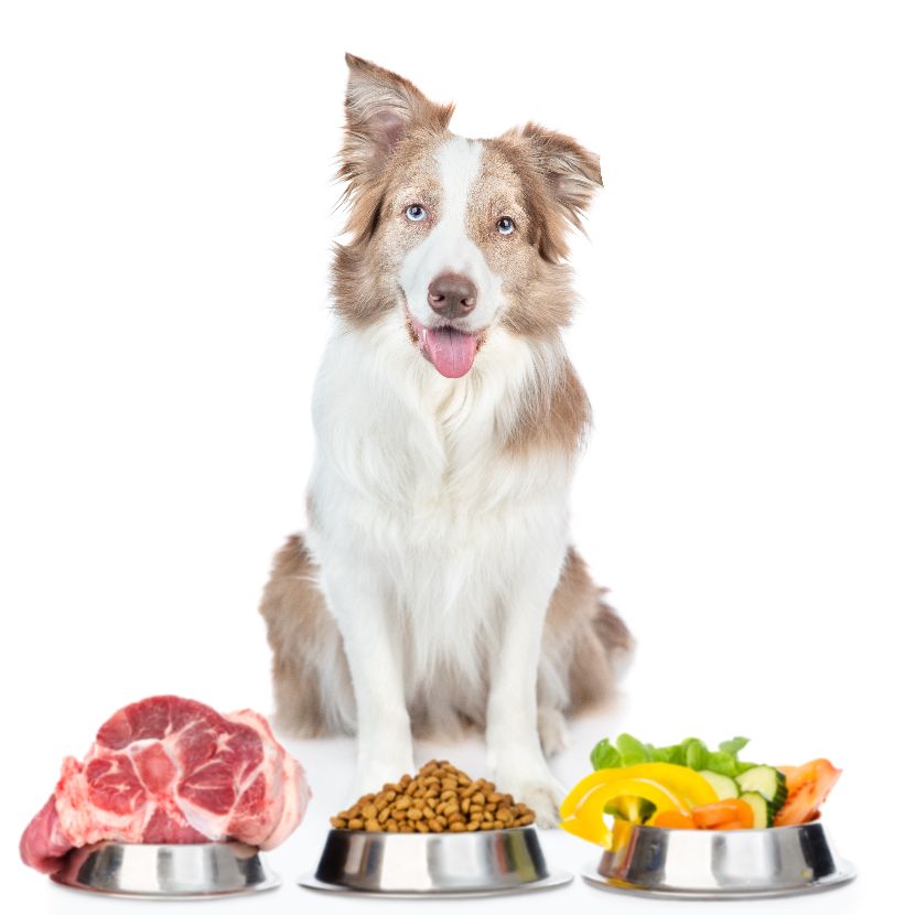 Dieta para cães
