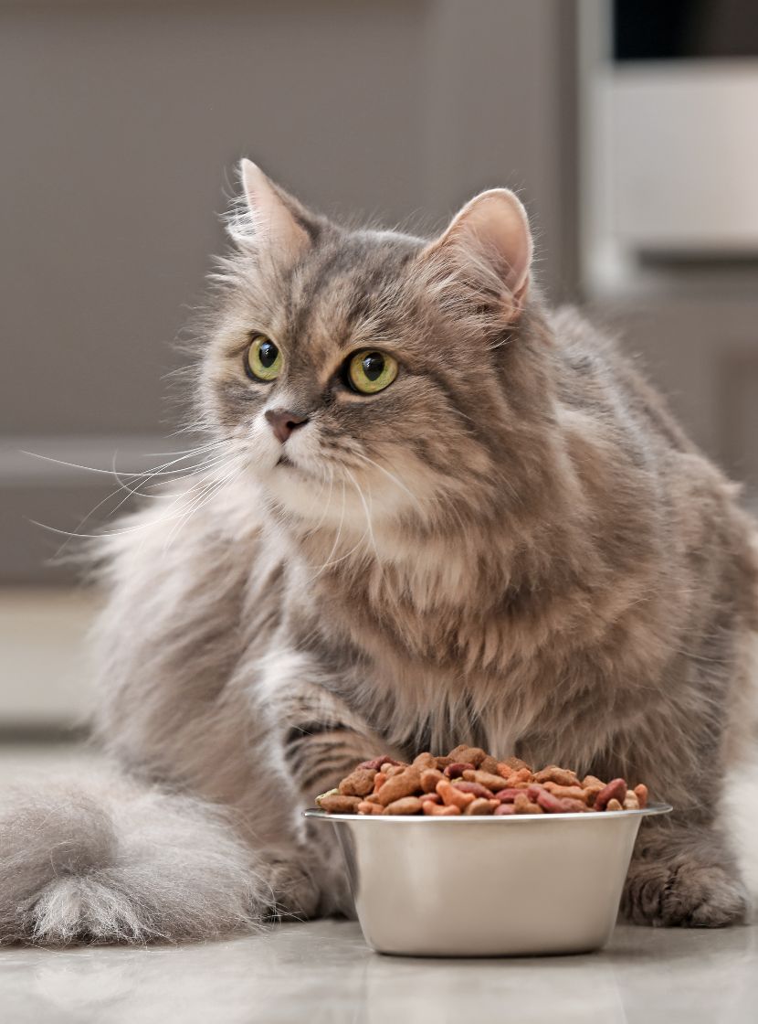 Dieta para gatos