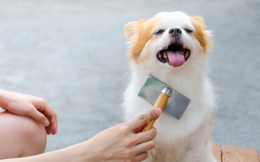 Escovas para cães