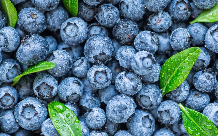Mirtilos alimentação funcional nos cães