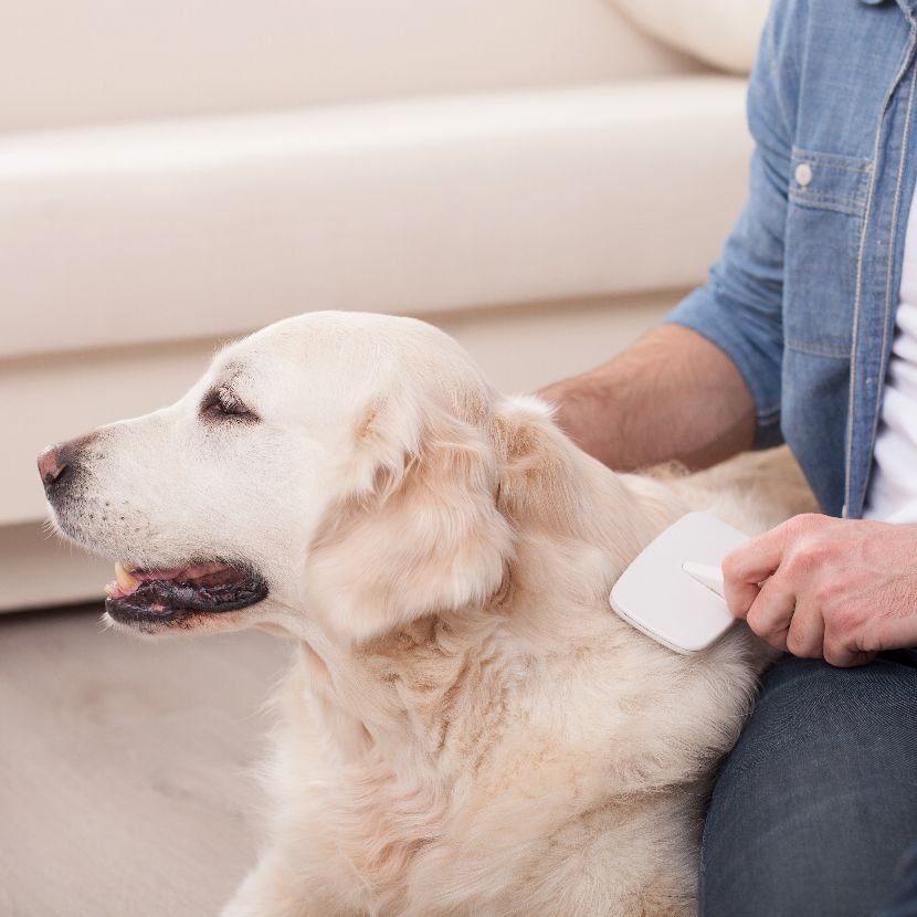 Pele e Pelo dos Cães