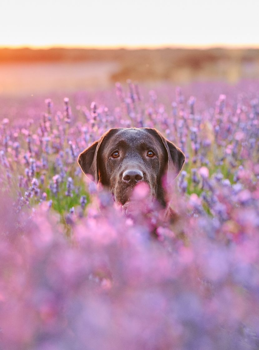 Perfumes para cães