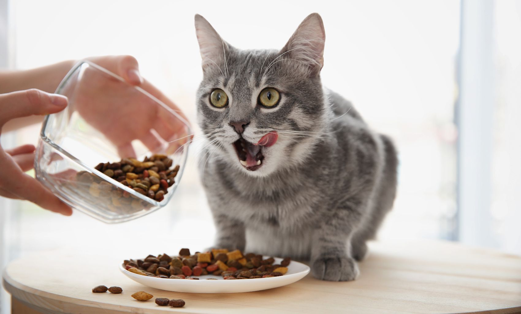 Ração para gatos Ração para gatos