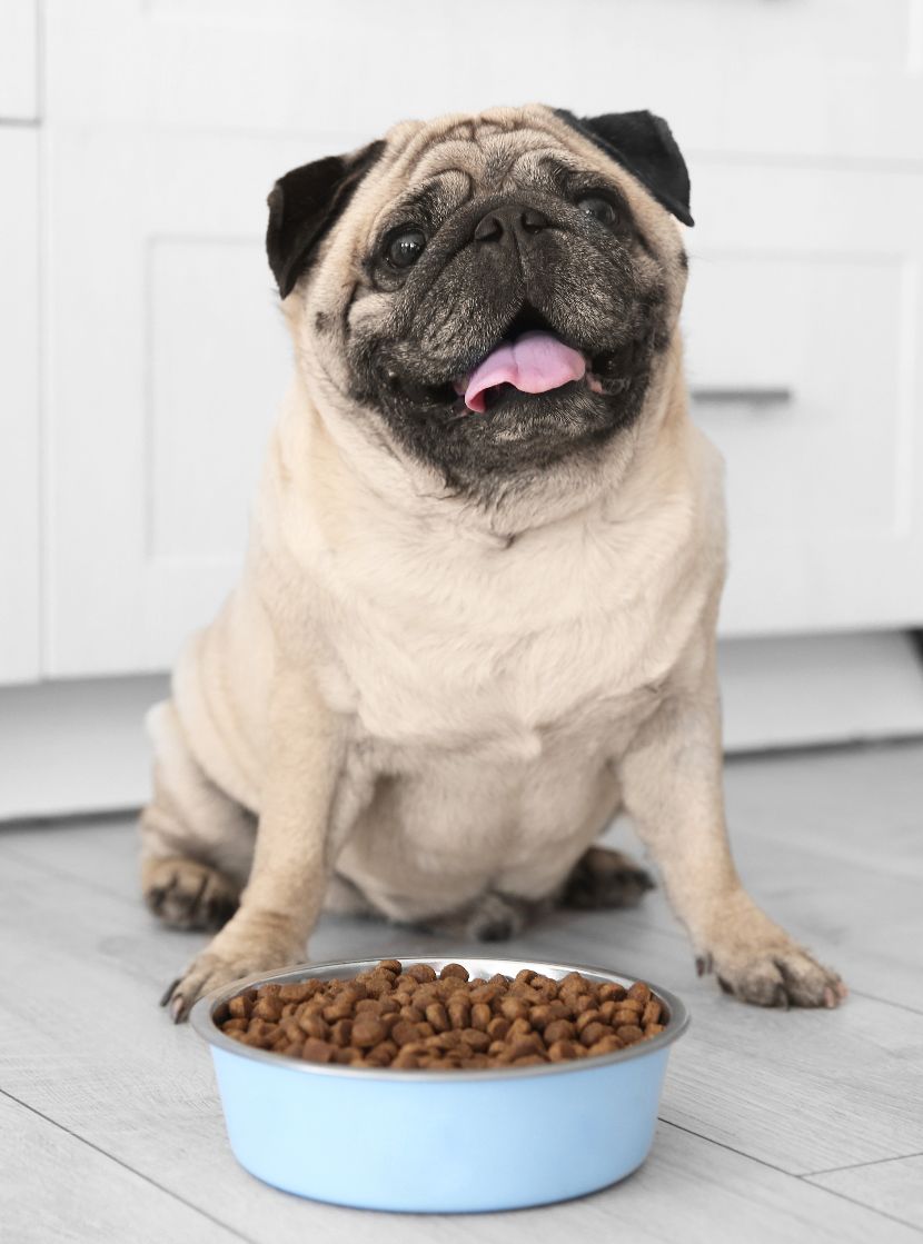 Ração para cães
