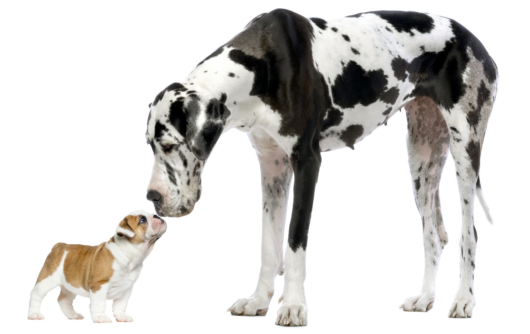 Raças de cães Raças de cães