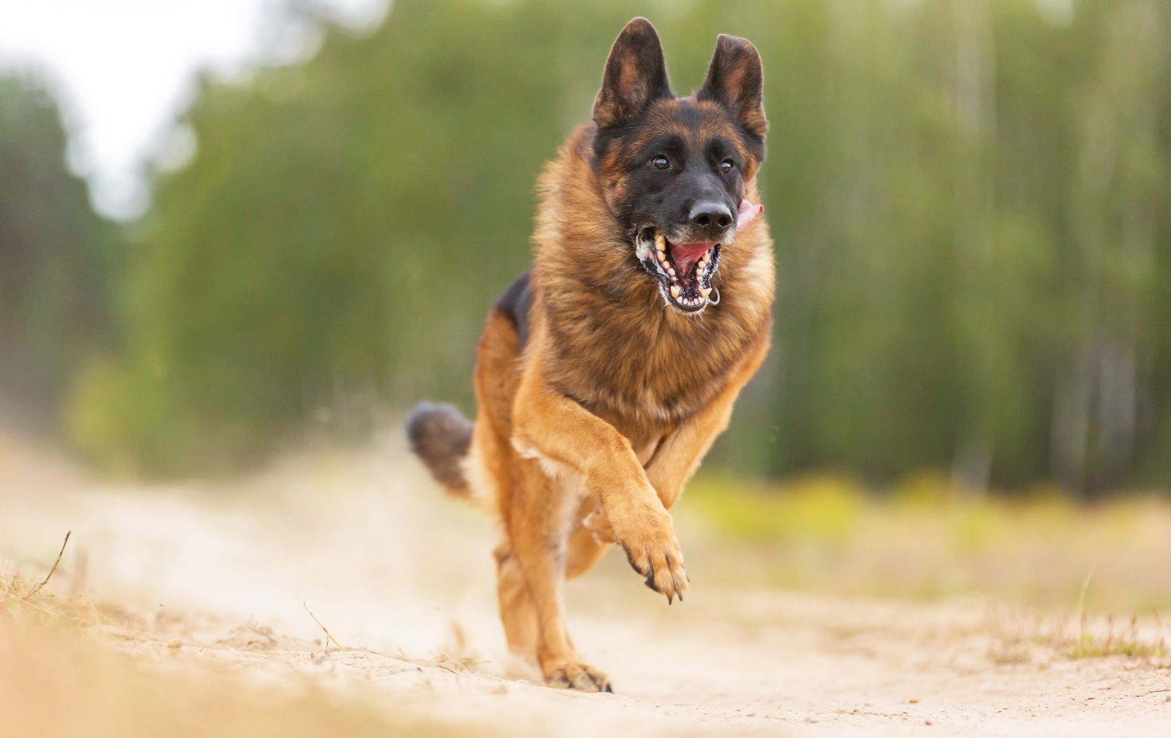 Reforço imunitário nos cães Reforço imunitário nos cães
