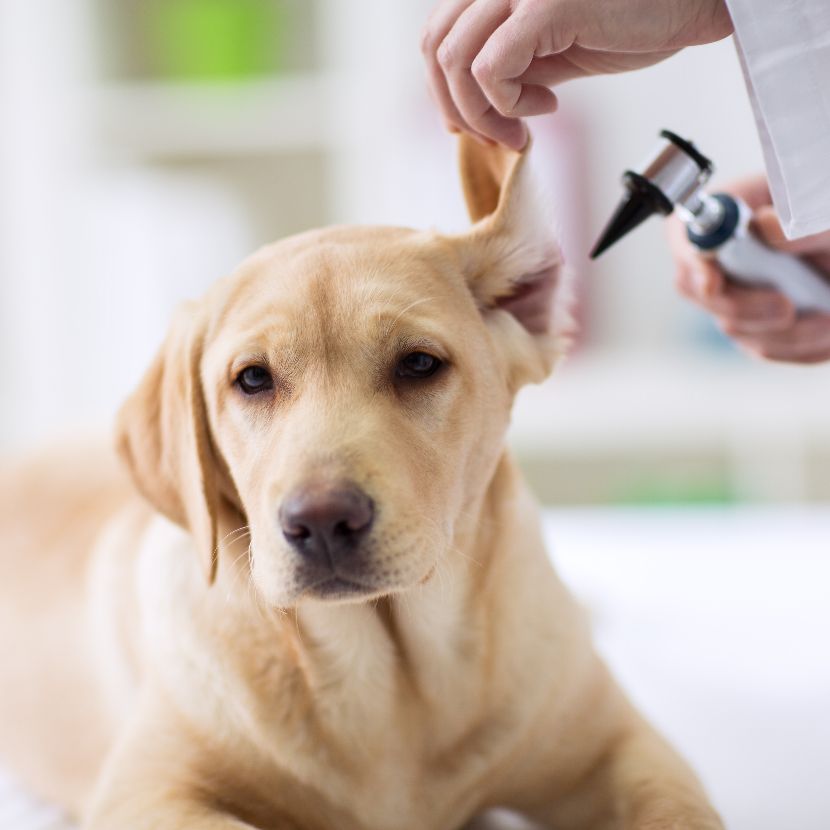 Saúde Auditiva dos Cães