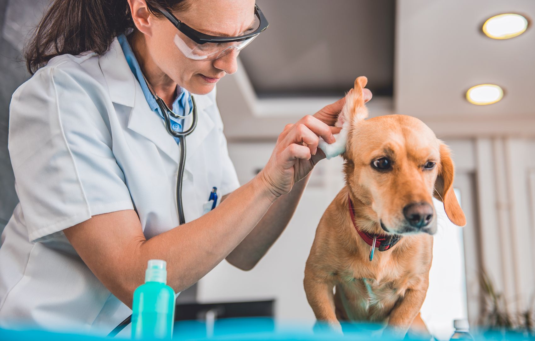 Saúde Auditiva dos Cães Saúde Auditiva dos Cães