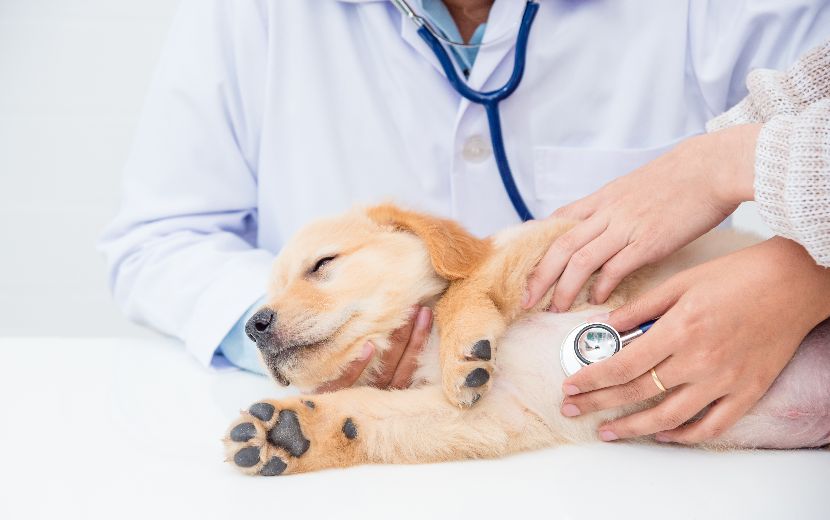 Saúde cardíaca nos cães
