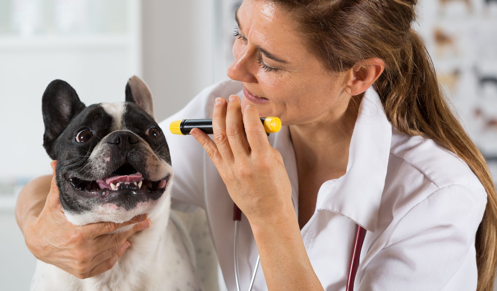 Saúde Ocular no Cães Saúde Ocular no Cães