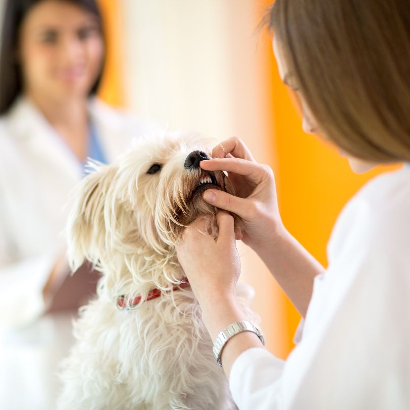 Saúde Oral nos Cães