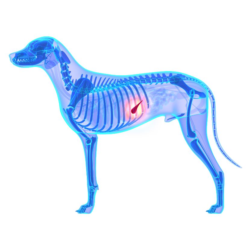 Saúde Pancreática nos Cães