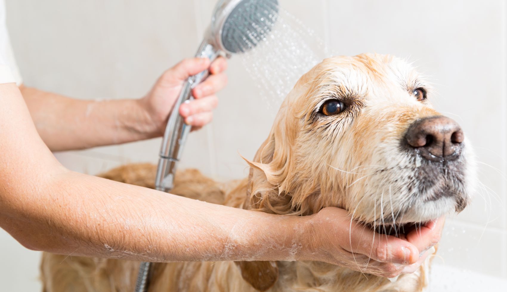 Shampoo para cães Shampoo para cães