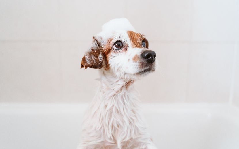 Shampoo para cães