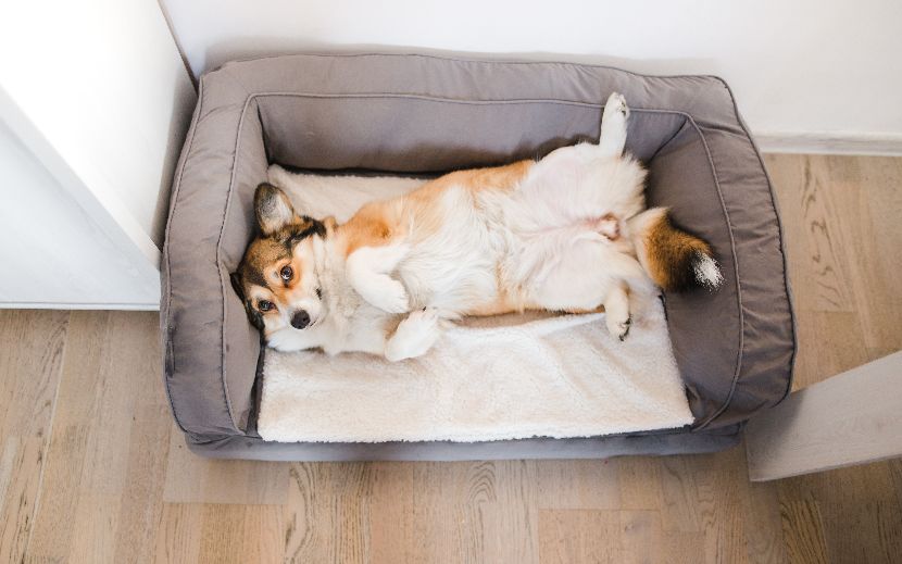 Sofá-cama para cães
