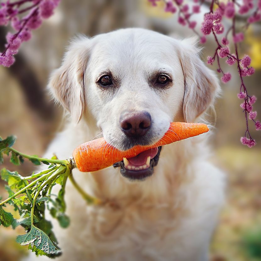 Suplementos para cães