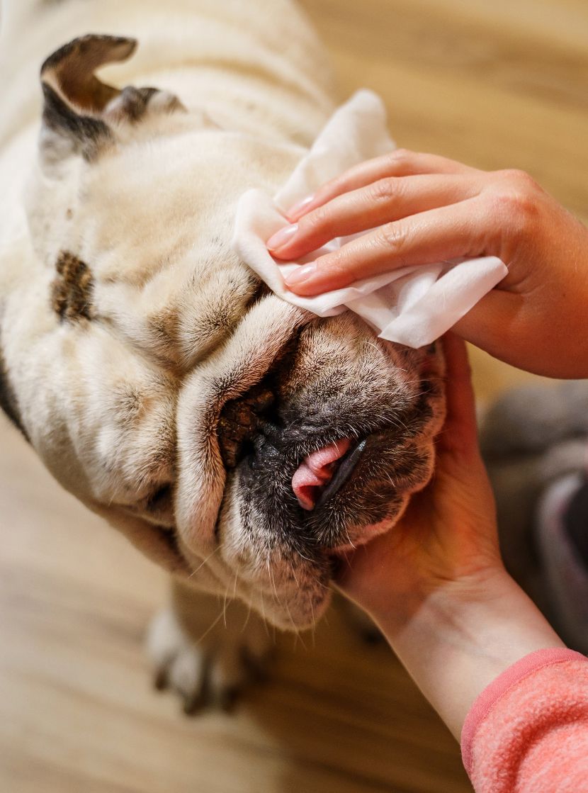 Toalhitas para cães