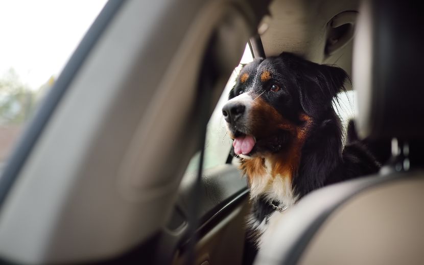 Transportes para cães