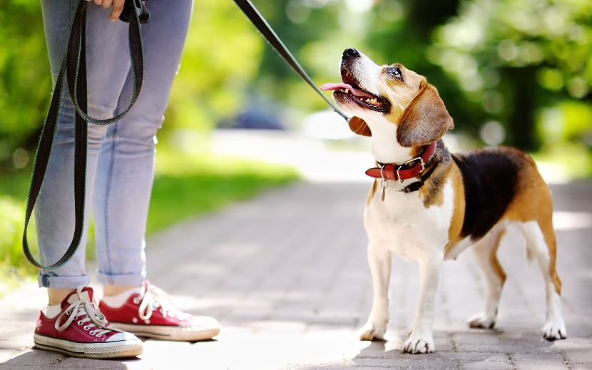 Trelas para cães
