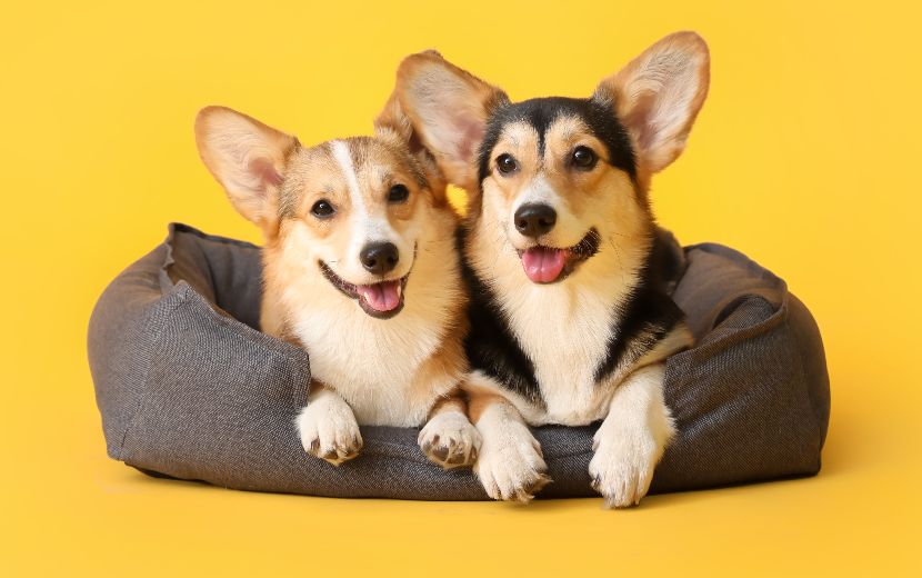 Acessórios para cães