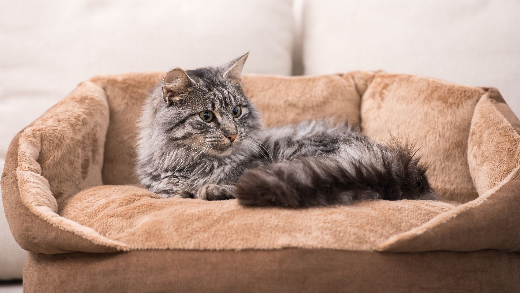Acessórios para gatos Acessórios para gatos