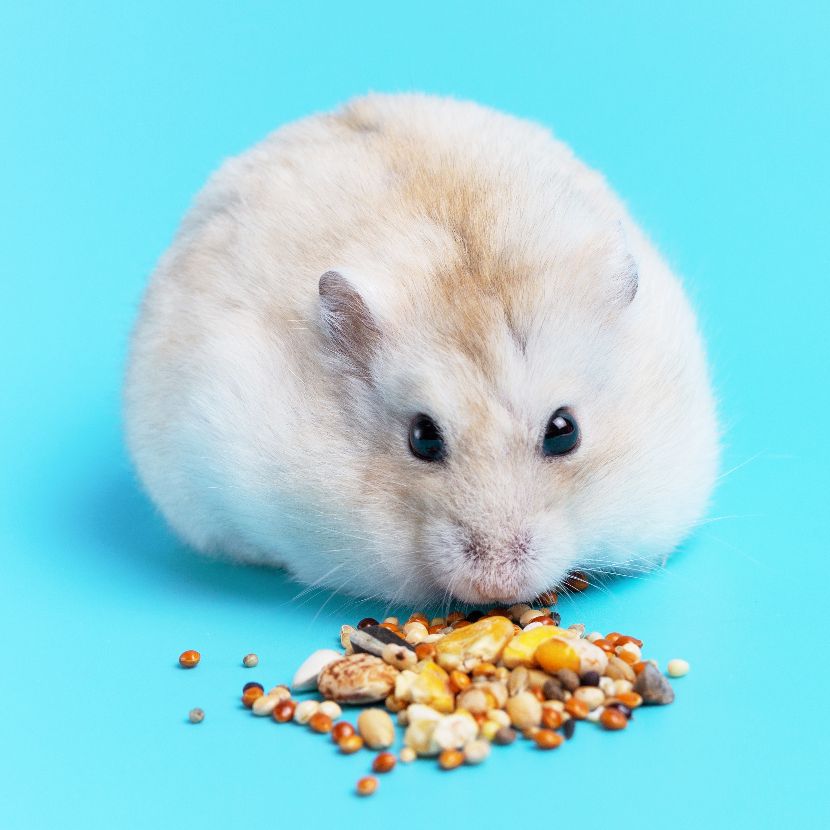 Alimentação para roedores
