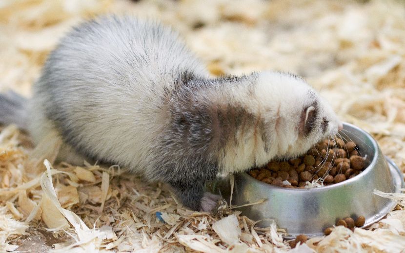Alimentação para roedores
