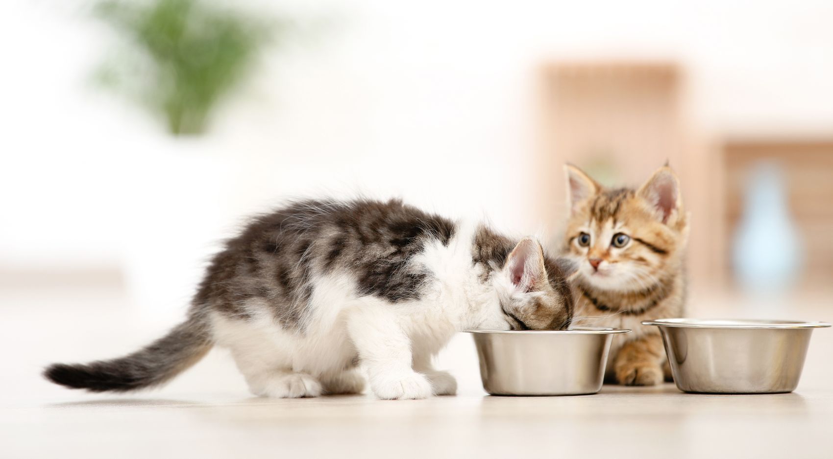 Alimentação para gatos Alimentação para gatos