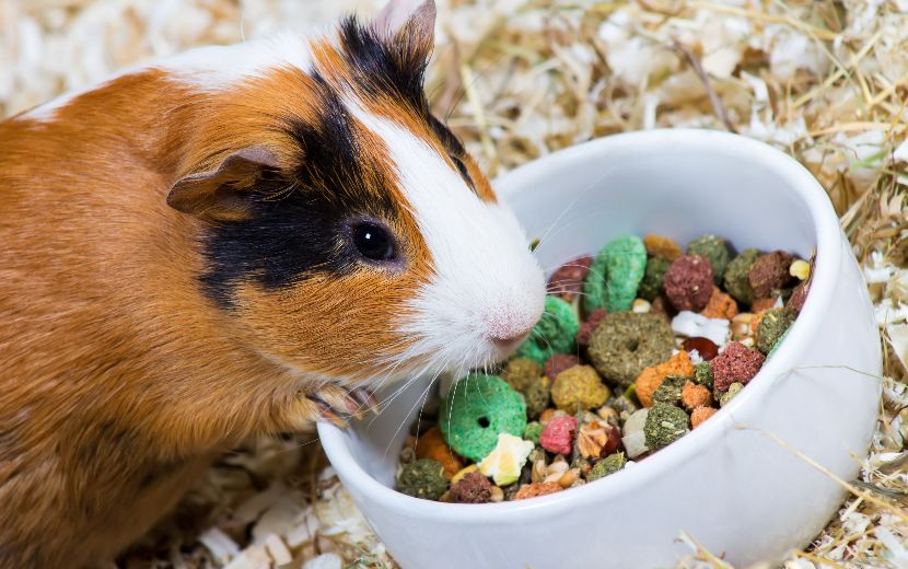 Alimentação para roedores