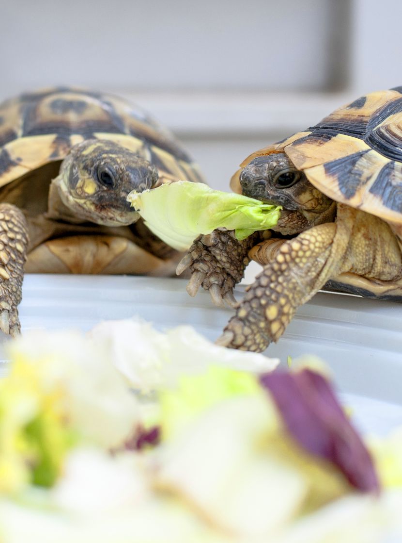 Alimentação para répteis